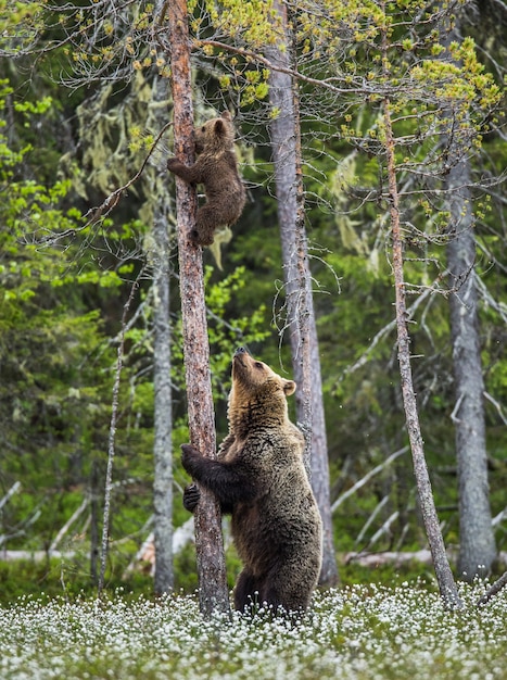 Niedźwiedzica stoi przy drzewie, a jej młode są na drzewie
