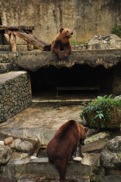 Zdjęcie niedźwiedzie grizzly w zoo