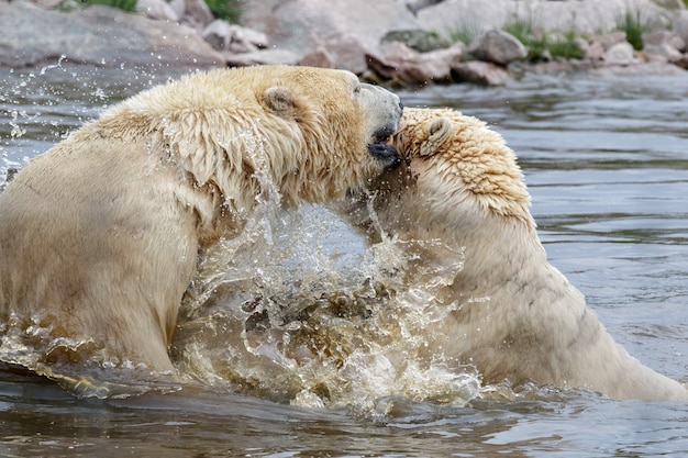 Niedźwiedzie polarne (Ursus maritimus) bawią się razem w wodzie