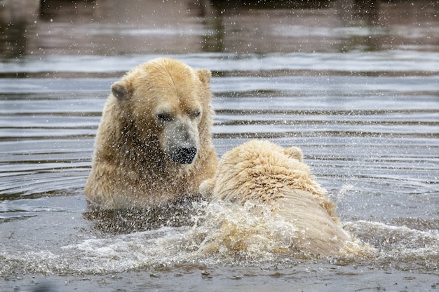 Niedźwiedzie polarne (Ursus maritimus)