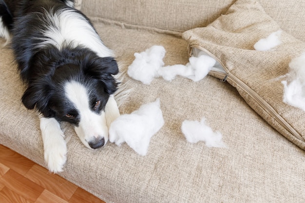 Niegrzeczny figlarny szczeniak border collie po psotnej poduszce gryzącej leżącej na kanapie w domu