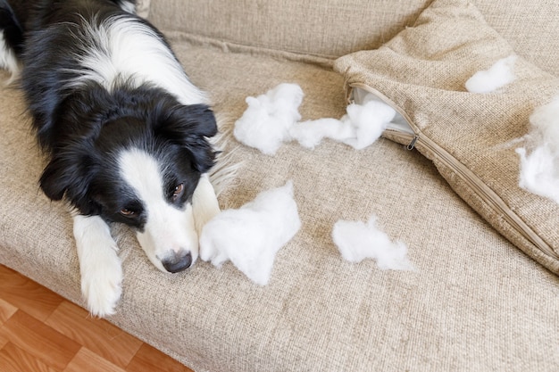 Niegrzeczny Figlarny Szczeniak Border Collie Po Psotnej Poduszce Gryzącej Leżącej Na Kanapie W Domu