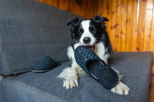 Niegrzeczny, zabawny szczeniak border collie po psotnym gryzieniu pantofelka leżący na kanapie w domu winny