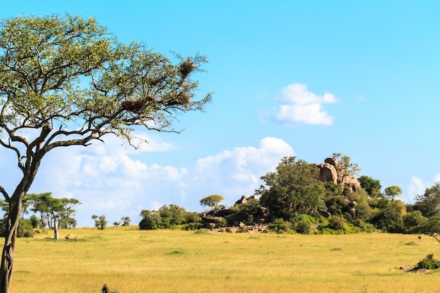 Niekończąca się sawanna Serengeti. Wzgórze, drzewa i błękitne niebo. Tanzania, Afryka