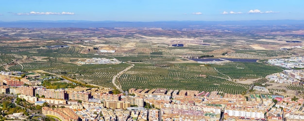 Niekończące się gaje oliwne obok andaluzyjskiego miasta Jaen. Hiszpania.