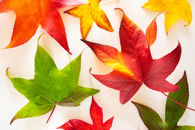 Niektóre liście klonu samodzielnie na białym tle Jesienna promocja Motyw jesienny