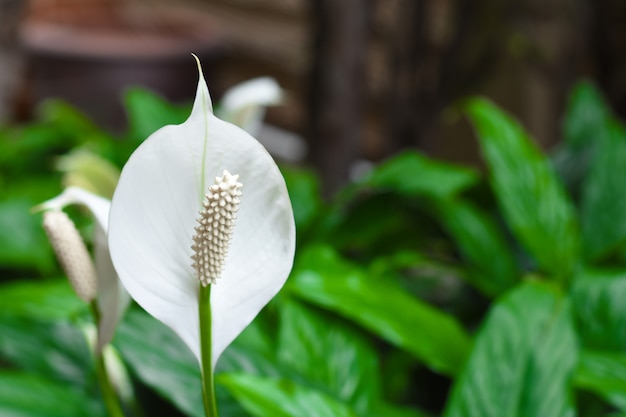 Niektóre ostrość Anthurium w zielonym parkowym tle, Naturalny tło