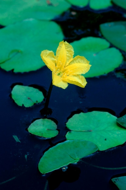 Zdjęcie niemcy nymphoides peltata