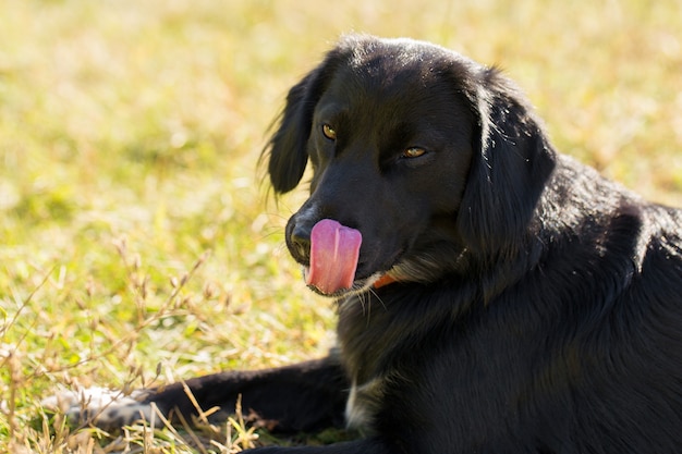 Niemiecki spaniel myśliwski, piękny portret psa na polowaniu