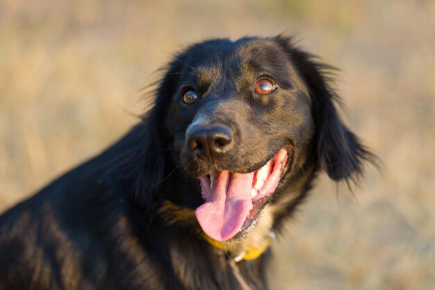 Niemiecki spaniel myśliwski pies myśliwski Zbliżenie portret psa na tle jesieni