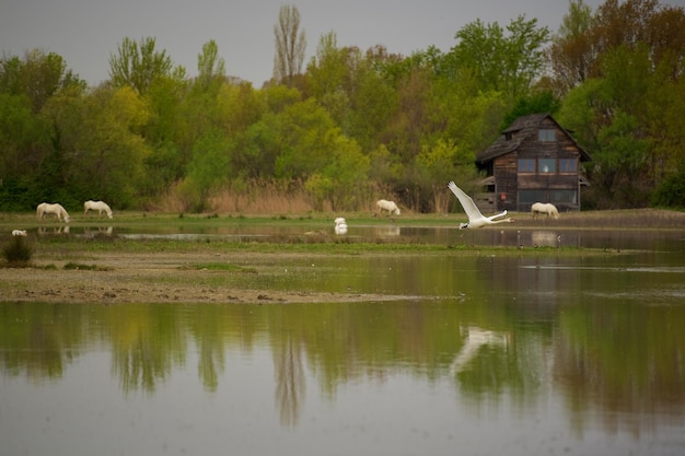 Zdjęcie niemy łabędź latający nad jeziorem przeciwko drzewom