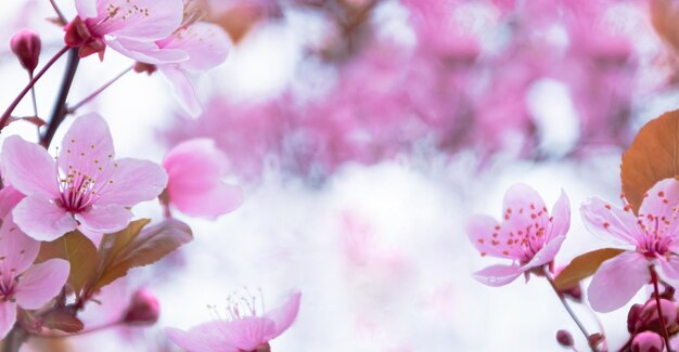 Nieostre delikatne różowe kwiaty sakury szeroki wygaszacz ekranu selektywne skupienie