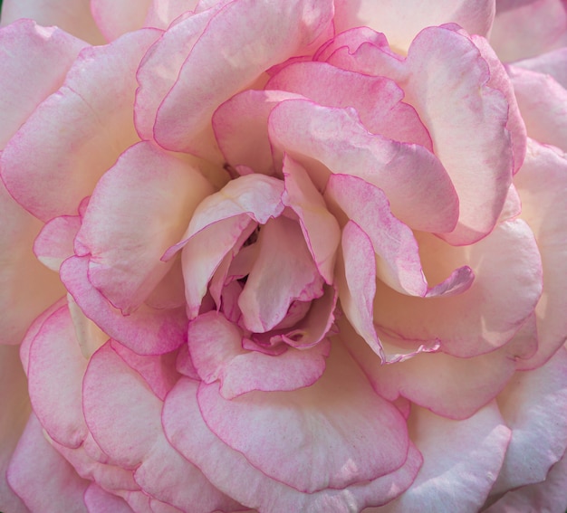 Nieostre rozmycie płatków róż streszczenie romans tło pastelowe i miękkie karty kwiatowe