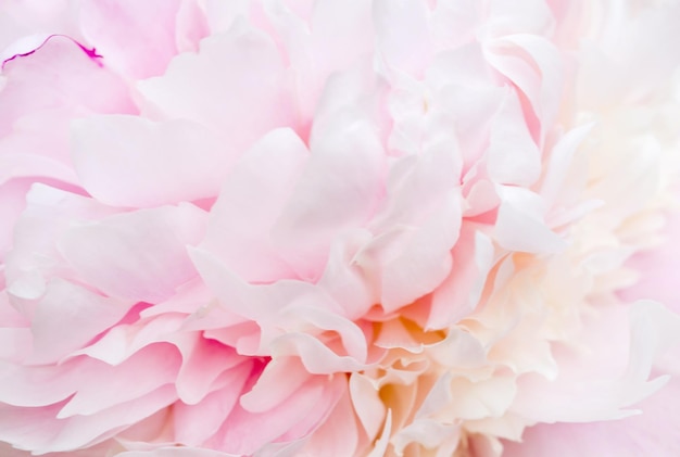 Nieostre rozmycie różowe płatki piwonii abstrakcyjne tło romans pastelowe i miękkie karty kwiatowe