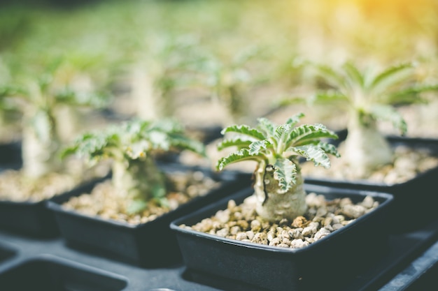 Nieostrość Green Cactus bliska Uszy królika kaktus lub Opuntia Microdasys rozmycie tła