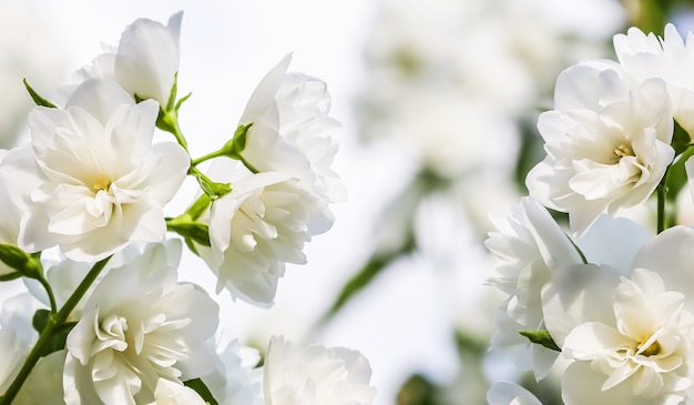 Nieostrość, streszczenie tło kwiatowy, białe płatki kwiatów jaśminu frotte. Makro kwiaty tło do projektowania marki wakacyjnej