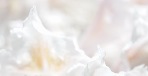 Nieostrość streszczenie tło kwiatowy biały rododendron płatki kwiatów makro kwiaty tło dla