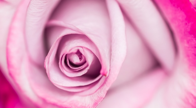 Nieostrość streszczenie tło kwiatowy fioletowa róża kwiat makro kwiaty tło dla marki wakacyjnej