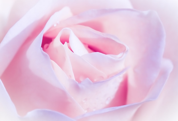 Nieostrość streszczenie tło kwiatowy różowy biały kwiat róży makro kwiaty tło na wakacje