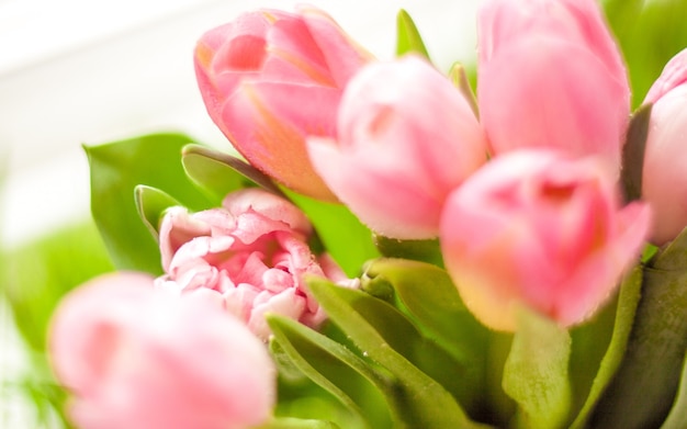 Nieostrość zbliżenie kiści różowych tulipanów