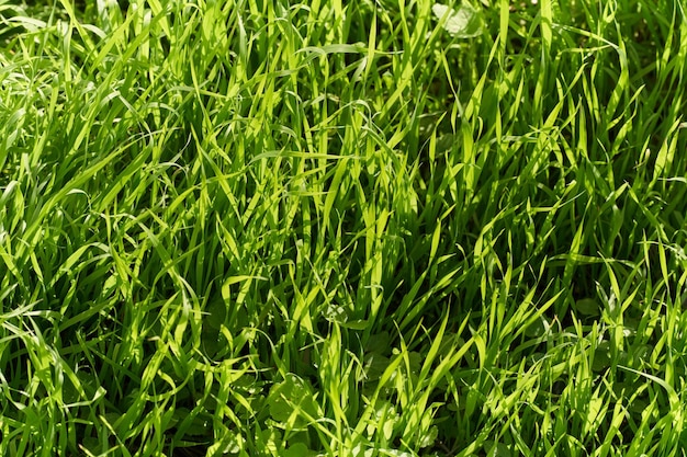 Nieoszlifowana zielona trawa w słoneczny dzień