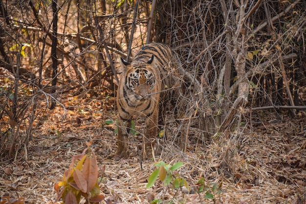 Niepełnoletnie młode Lary wychodzące z krzaków Summer Bambus Forest Wild Tiger Sighting in Tadoba