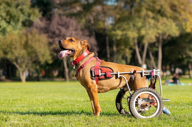 Niepełnosprawny pies na wózku inwalidzkim w parku