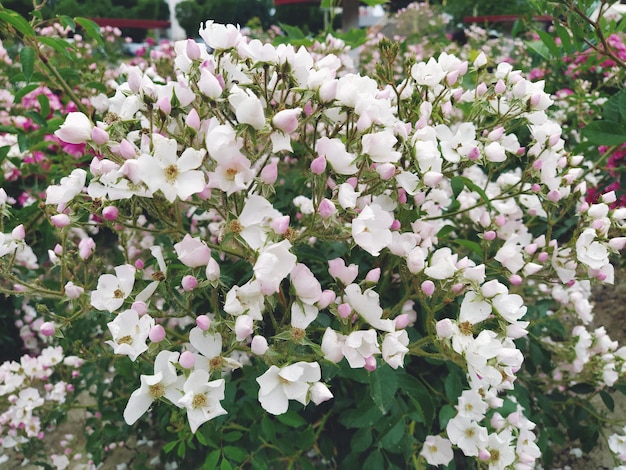 Niepodwójne proste białe róże w sprayu lub okrywowe Wielokwiatowa forma róż z białymi płatkami na trawniku lub klombie Dekoracja ogrodu lub ulicy miasta Uprawa roślin i kwiaciarstwo