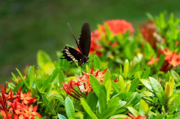 Niesamowicie piękny dzień tropikalny motyl Papilio maackii zapyla kwiaty. Czarno-biały motyl pije nektar z kwiatów. Kolory i piękno natury