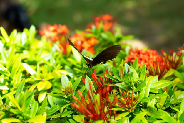 Niesamowicie piękny dzień tropikalny motyl Papilio maackii zapyla kwiaty. Czarno-biały motyl pije nektar z kwiatów. Kolory i piękno natury