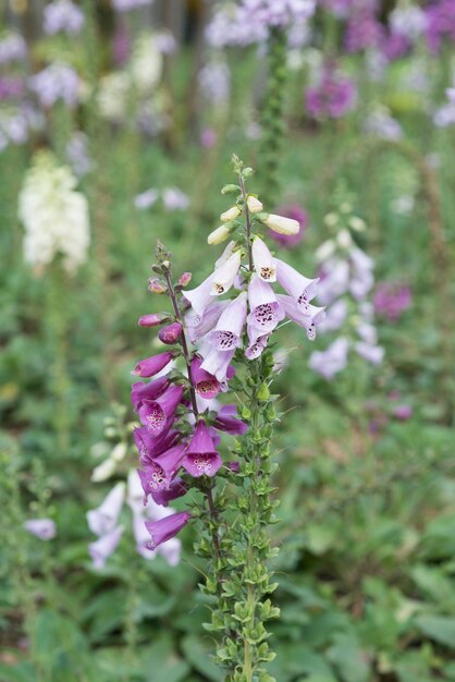 Niesamowita grupa kwiatów tła orchidei pot show na festiwalu kwiatów w Dalat Wietnam wiosną kolorowy kwiat piękny kwiat na gałęzi drzewa różowy i fioletowy płatek z ładnej natury