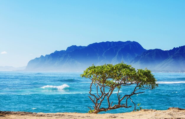 Niesamowita hawajska plaża