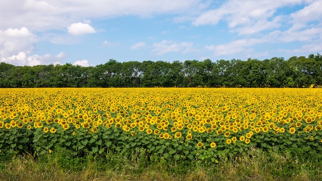 Niesamowite panoramiczne pole widokowe słoneczników wczesnym letnim rankiem