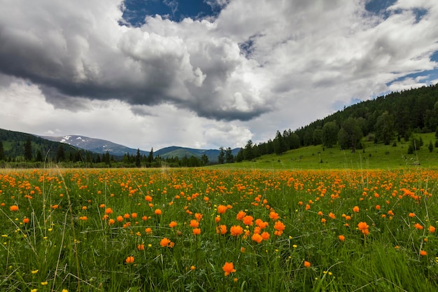 Niesamowite widoki na ukwieconą łąkę na tle gór Orange Globeflowers