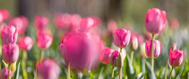Niesamowite zbliżenie natury wiosna. Piękne miękkie pastelowe różowe tulipany kwitnące na polu tulipanów w ogrodzie