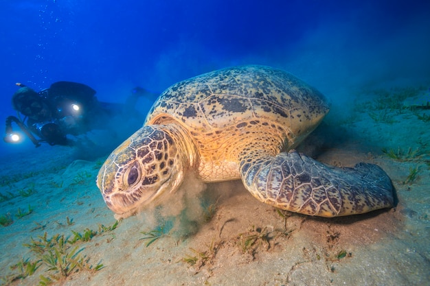 Zdjęcie niesamowite żółwie z abu dabbab w egipcie nad morzem czerwonym
