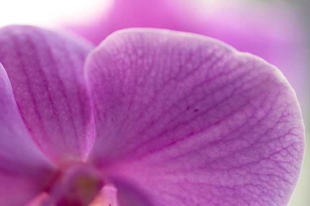 Niesamowity Fioletowy Kwiat Orchidei Z Teksturą