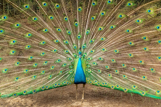 Niesamowity indyjski męski paw (Pavo cristatus).