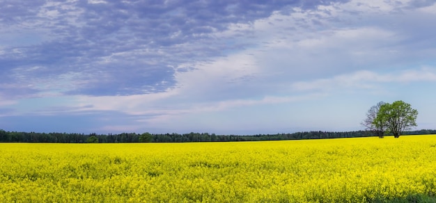 Niesamowity jasny kolorowy wiosenny i letni krajobraz na tapetę Żółte pole kwitnącego rzepaku i drzewa na tle błękitnego nieba z chmurami Naturalny krajobraz tło z kopią przestrzeni Ukraina