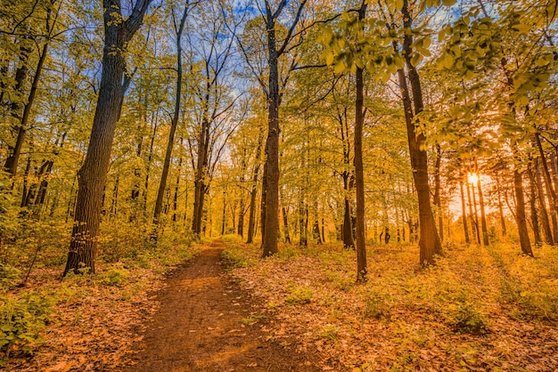 Niesamowity jesienny krajobraz. Panoramiczna przyroda leśna. Żywy poranek w kolorowym lesie z promieniami słońca