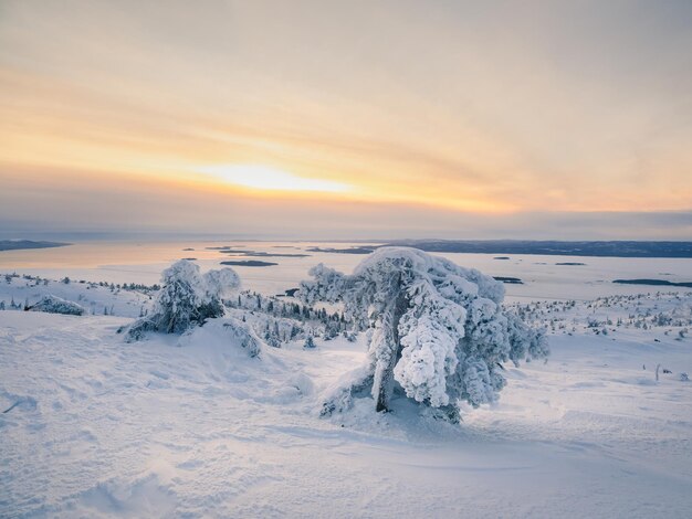 Niesamowity krajobraz z niebieskim wschodem słońca w lesie górskim i pokrywą śnieżną Pokryte śniegiem drzewa w regionie polarnym wczesnym rankiem