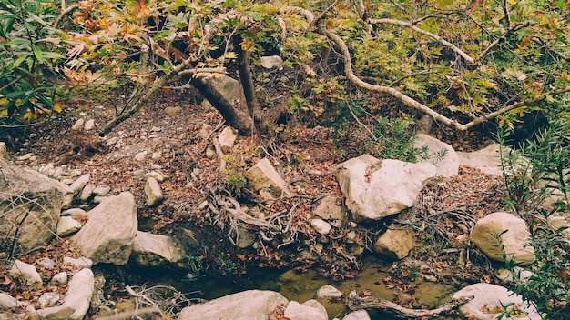 Niesamowity naturalny krajobraz w kanionie Avakas na Cyprze. Dziki park narodowy z klifami, górami, skałami i drzewami. Głęboka naturalna dolina do odkrycia dla turystów i podróżników. Rocznika tło