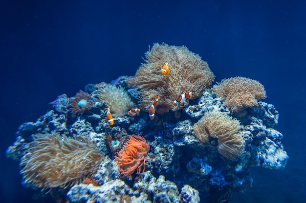 Niesamowity podwodny świat oceanu z kolorowymi rybami i rafami koralowymi w głębi Oceanarium w Lizbonie Portugalia