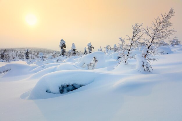 Niesamowity północny zimowy krajobraz Zachód słońca pokryte śniegiem drzewa i duże zaspy śnieżne