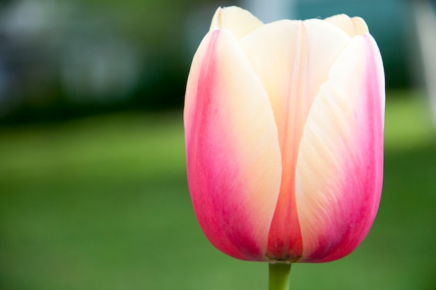 Niesamowity Tulipan W Widoku Makro 2