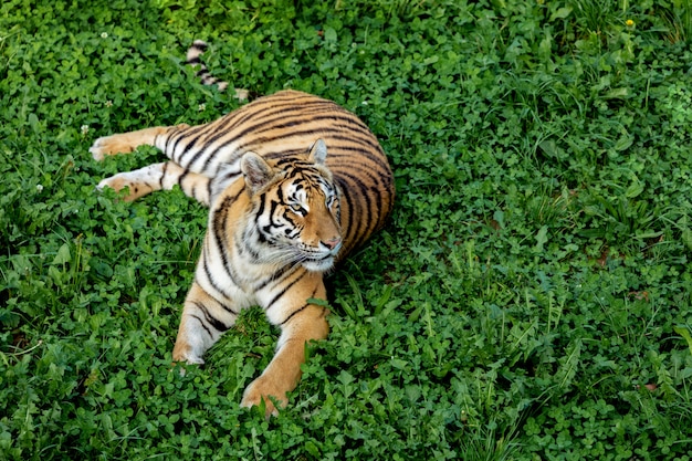Niesamowity Tygrys