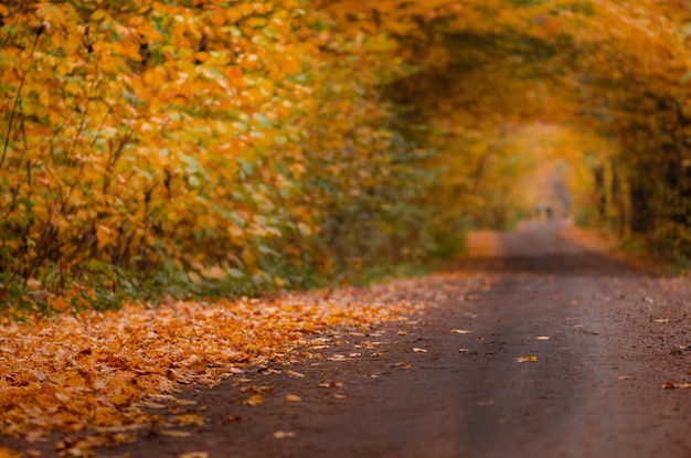 Niesamowity widok na jesienny las Miejsce scenerii na Ukrainie Europa Niesamowite naturalne jesienne tło Jesienne złote drzewa w lesie