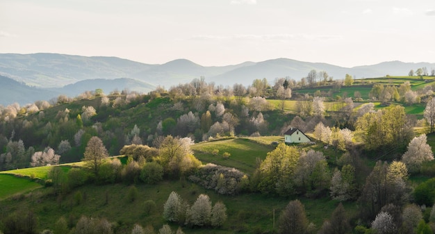 Niesamowity widok na wioskę Hrinova. Piękna natura. Wiosenne dekoracje. Kwitnące drzewa.