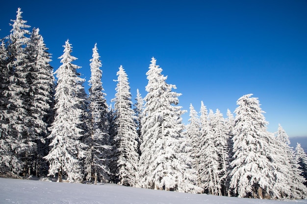 Niesamowity zimowy krajobraz z ośnieżonymi jodłami w górach