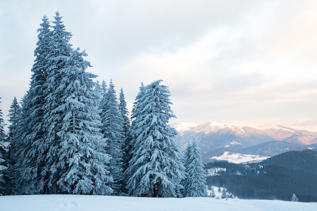 Niesamowity zimowy krajobraz z ośnieżonymi jodłami w górach